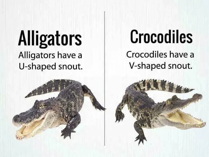 Phân biệt cá sấu trong tiếng Anh Crocodile và Alligator
