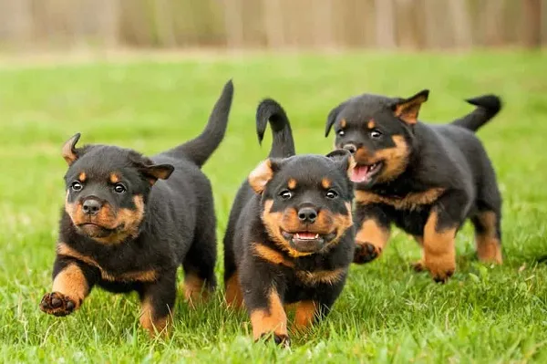 chó rottweiler 3 tháng nặng bao nhiêu kg