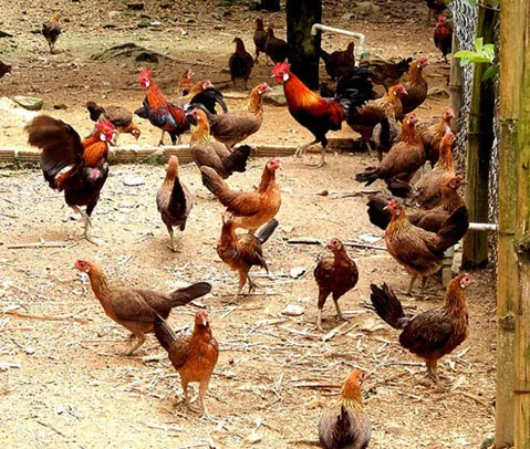 Kỹ thuật nhận dạng gà rừng thuần chủng, mua bán gà rừng giống, trang trại gà rừng giống 