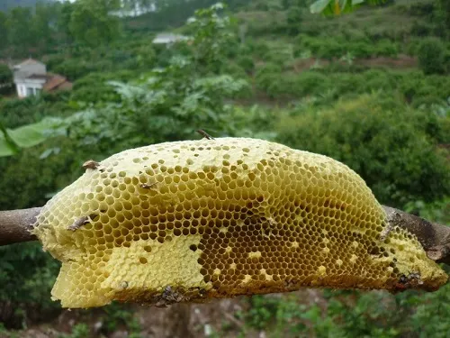 mật ong ruồi giá bao nhiêu