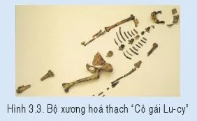 Soạn lịch sử cánh diều 6 bài 3: Nguồn gốc loài người