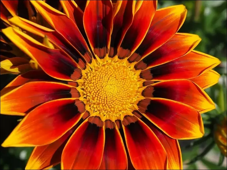 hoa-Gazania