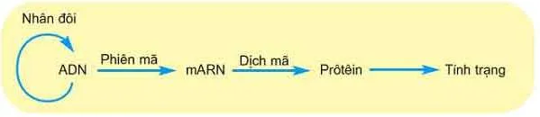 [CHUẨN NHẤT] Làm khuôn mẫu cho quá trình phiên mã là nhiệm vụ của