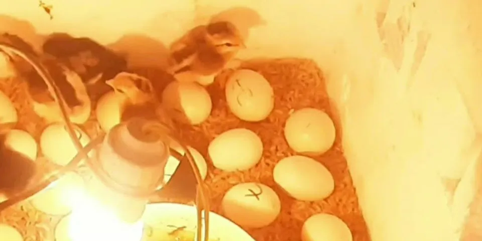 cách thử trứng gà ấp bằng nước