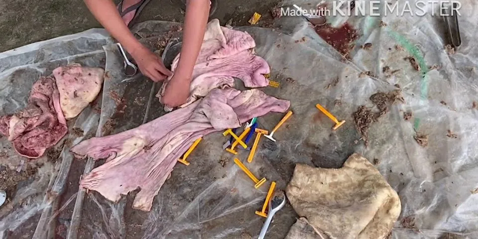 Cách cạo lông thịt Nai