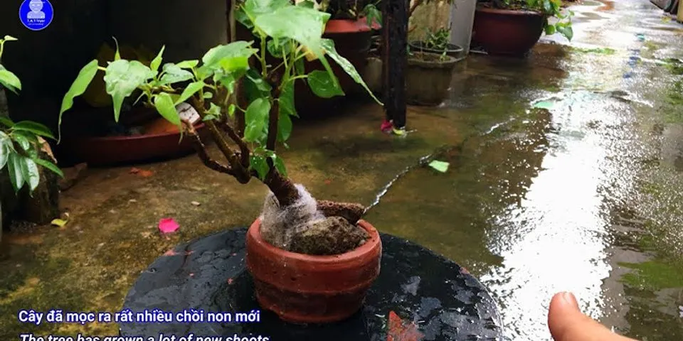 Cách chăm sóc cây bồ đề bonsai