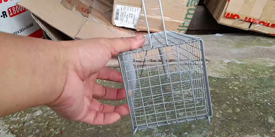 Cách sử dụng bẫy chuột bằng sắt