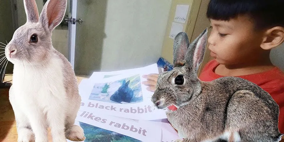 Con thỏ con Tiếng Anh là gì - Học Tốt