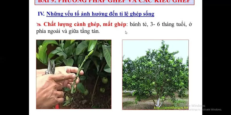 Khi ghép cành tại sao phải cắt bỏ hết lá ở cành ghép và phải buộc chặt vào gốc ghép