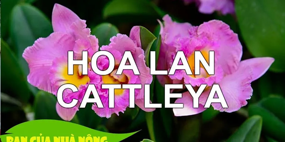 Làm sao biết Cattleya ra hoa