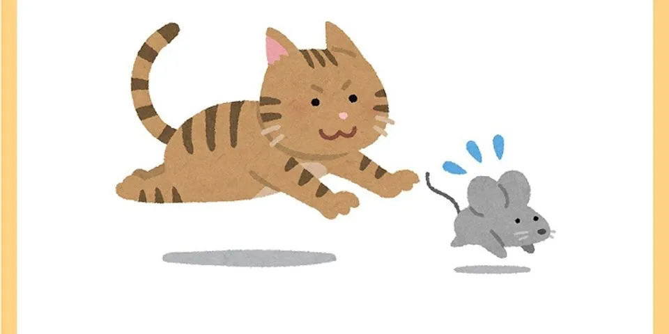 Tại sao mèo không bắt chuột