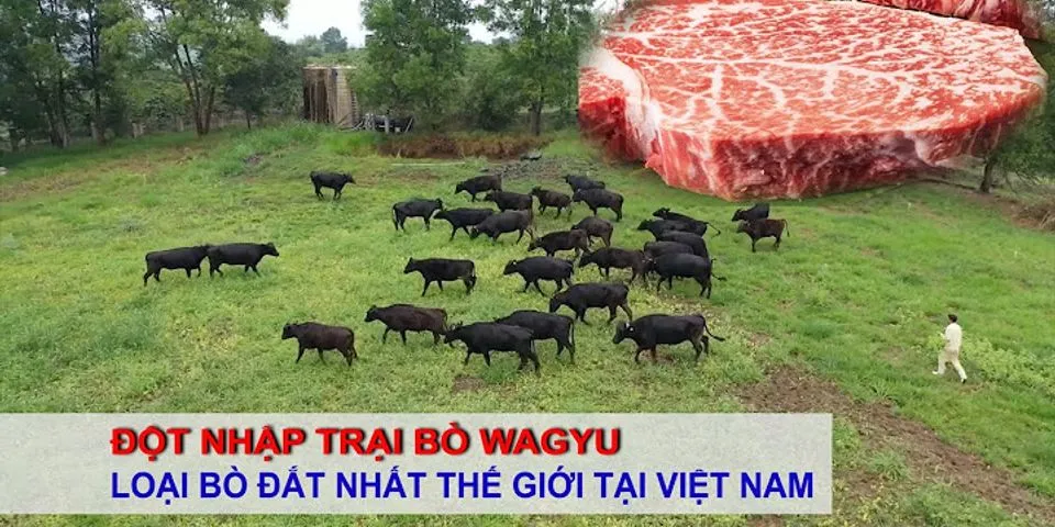 Thịt bò đắt nhất Việt Nam