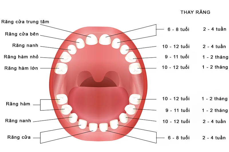 Răng sữa rụng bao lâu thì mọc? Nếu mọc chậm có sao không?